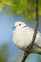 Barbary dove