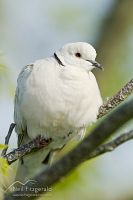 Barbary dove