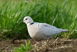 Barbary dove