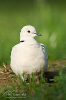 Barbary dove