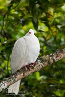 White kereru