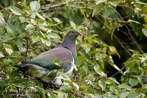 Kereru