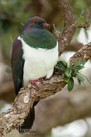New Zealand pigeon