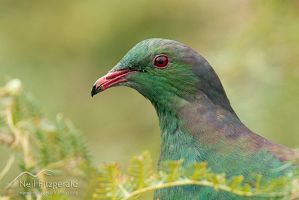 New Zealand pigeon