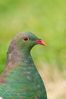 Kereru