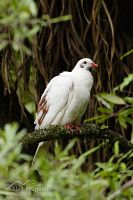 White New Zealand pigeon