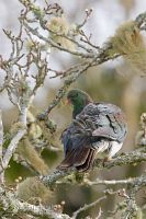 New Zealand pigeon