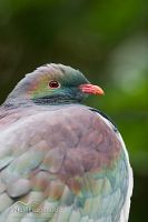 New Zealand pigeon