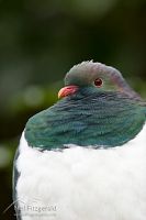 New Zealand pigeon