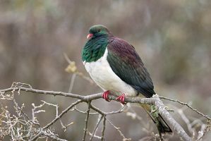 New Zealand pigeon