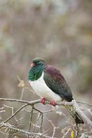 New Zealand pigeon