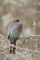 New Zealand pigeon