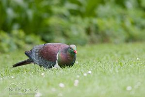New Zealand pigeon
