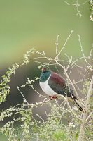 New Zealand pigeon
