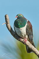 Kereru