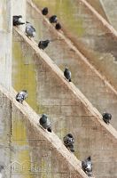 Rock pigeon