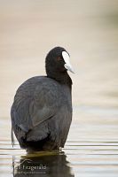 Australian Coot