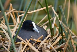 Australian coot on nest