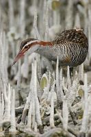 Banded rail