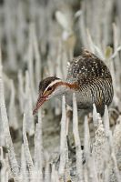 Banded rail