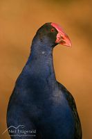 Pukeko