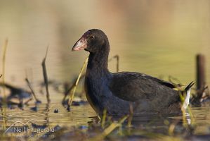 Pukeko