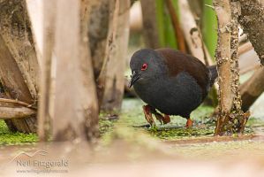 Spotless crake