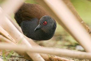 Spotless crake