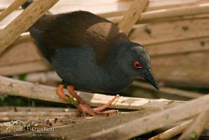 Spotless crake