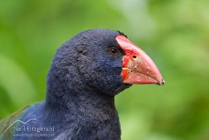 South Island takahe