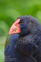 South Island takahe