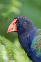 South Island takahe