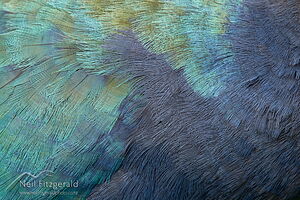 Takahē plumage