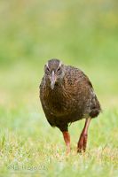 Western weka