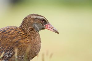 Western weka