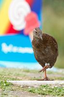 Western weka
