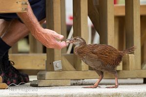 Western weka