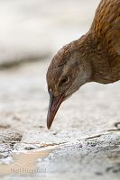 Western weka