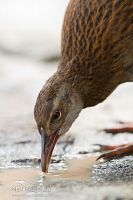 Western weka