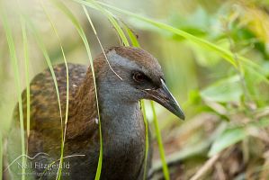 North Island weka