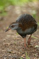 North Island weka