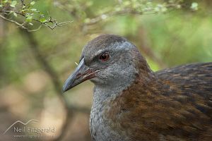 North Island weka