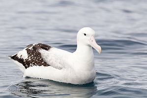 Gibson's albatross