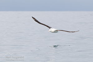 Gibson's albatross