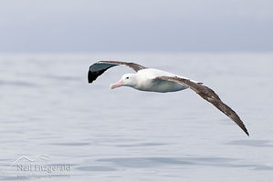 Gibson's albatross