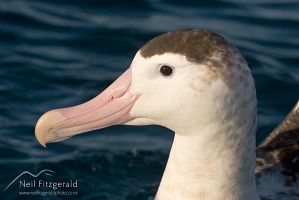 Antipodean Albatross