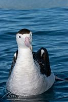 Antipodean Albatross