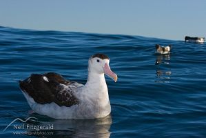 Antipodean Albatross