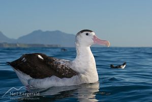 Antipodean Albatross