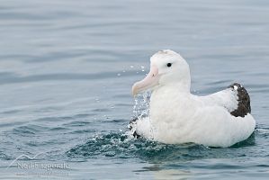 Gibson's albatross